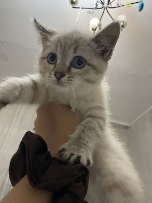 Отдам в добрые руки котят