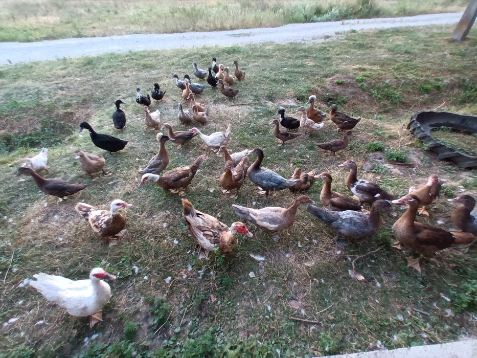 Rațe mute și măcănitoare