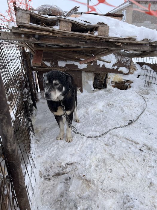 Ынтымақ ауылда 3жасар