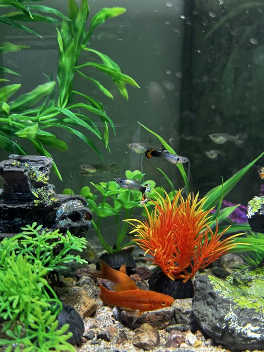 Продам Акварим полный комплект с рыбками