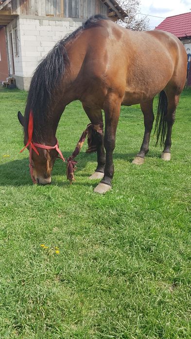 Vând iapă de 6 ani foarte cuminte