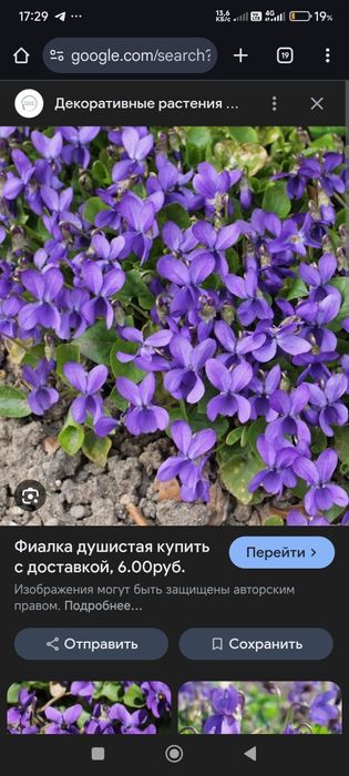 Продаются излишки  из сада - садовый папоротник " страусиное перо"ро