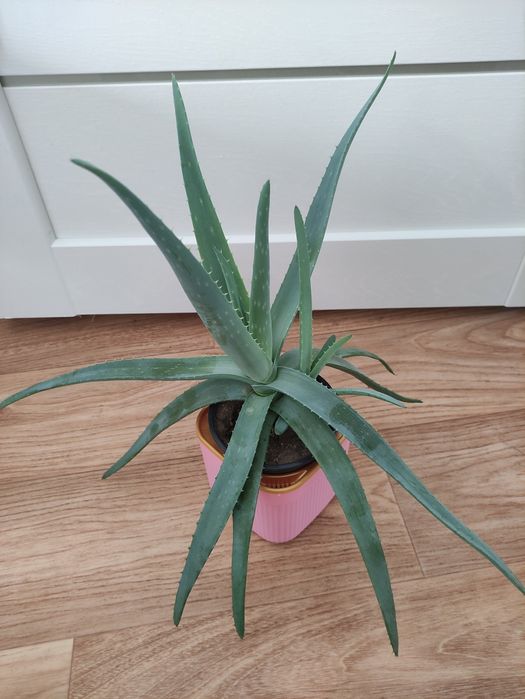 Алоэ лечебное  2500      .