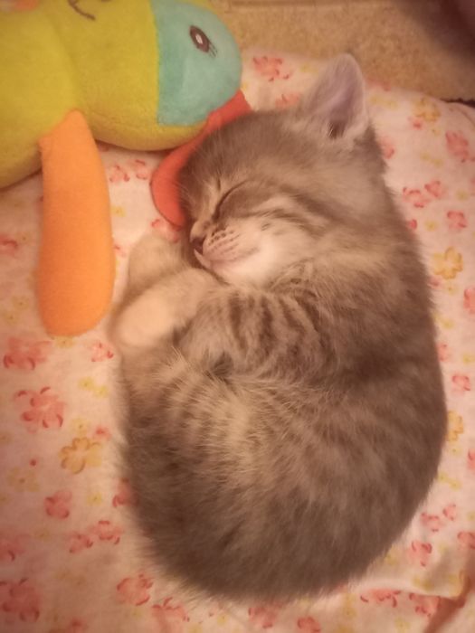 Вислоухий котёнок 1 месяц