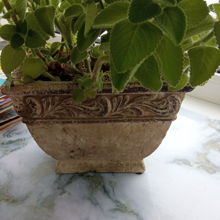 Продам комнатные растения мята