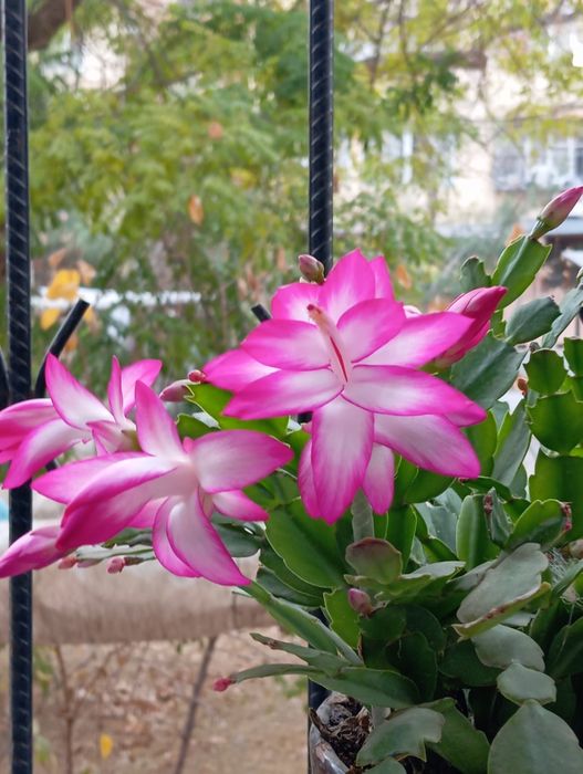 ШЛЮМБЕРГЕРА (разновидность декабриста)