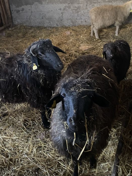 Продам баранов срочно