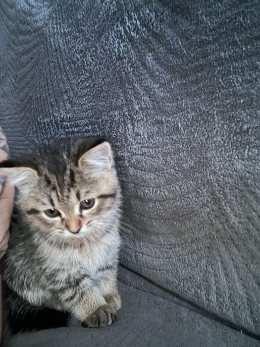 Отдам в добрые руки котенка девочка