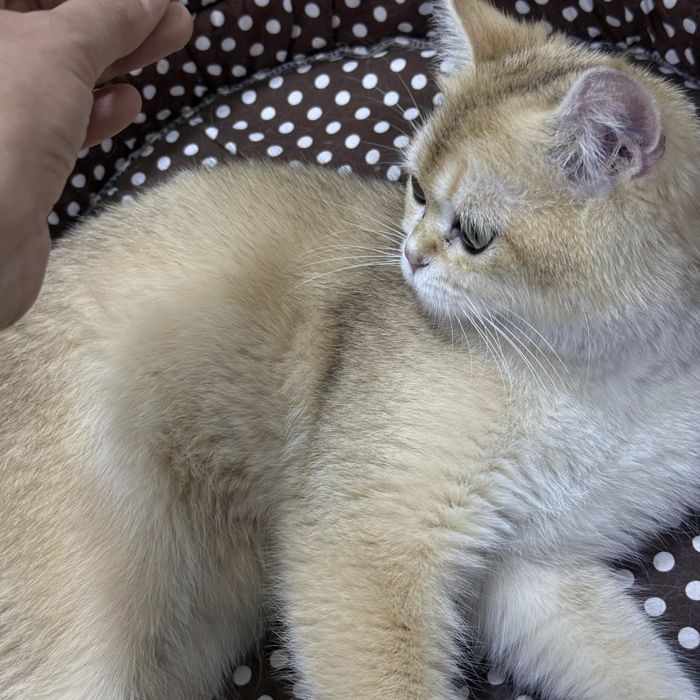 Мальчик чистокровный британец с окрасом золотая шиншилла