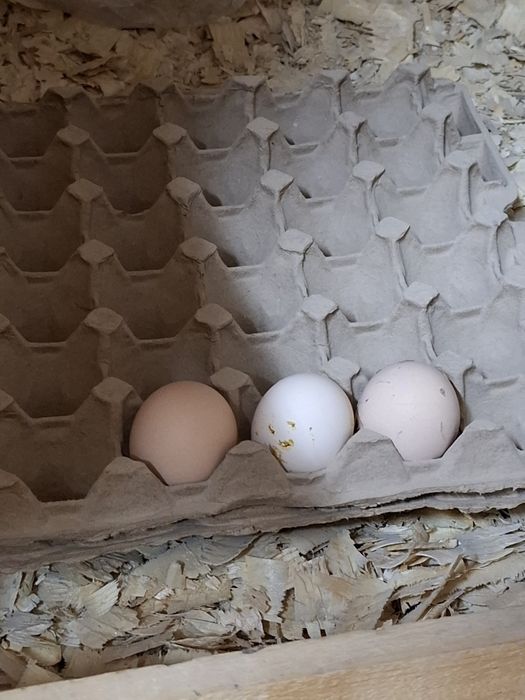 Дакан курица несётся