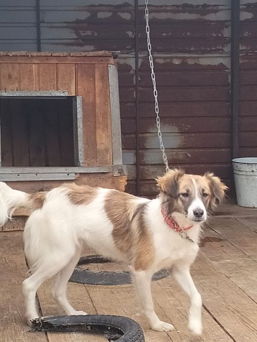 Отдам собаку девочка