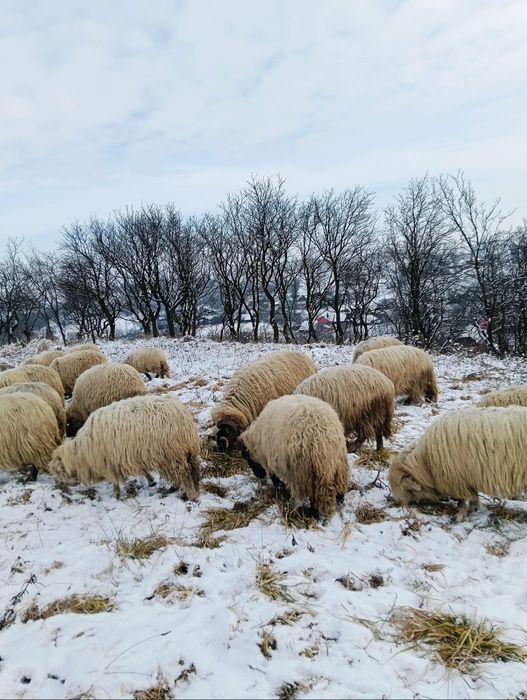 Vând Oi la prima și a doua fătare 10 buc pe alese