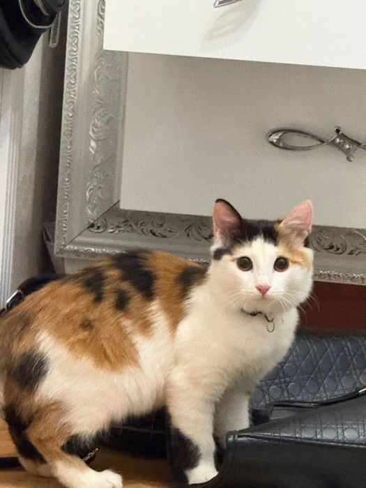 Отдаем кошку в хорошие руки