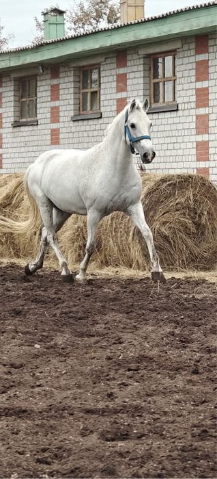 Кобыла орловской породы