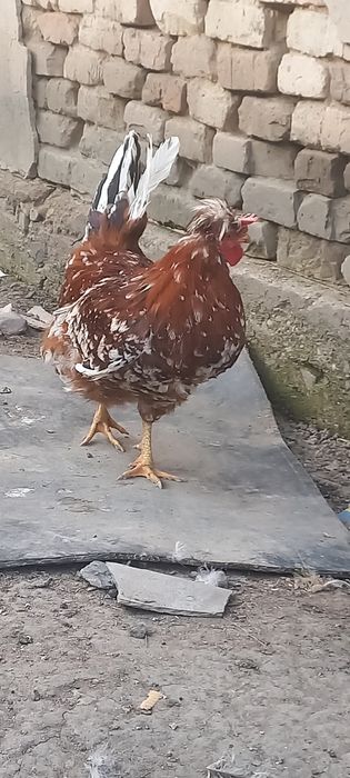 Продам семью хохлатых кур