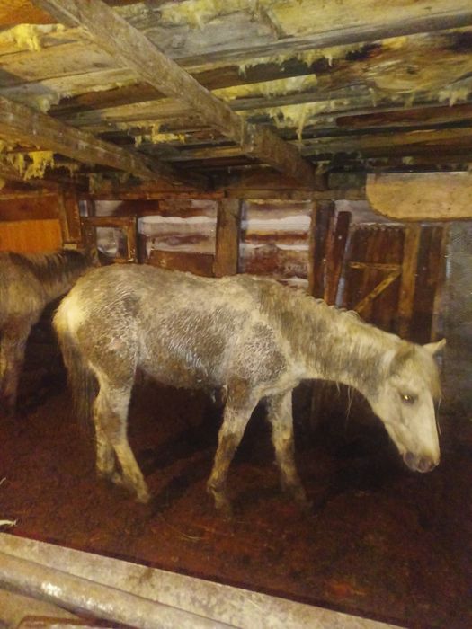 Ұрғашы тат сатылады