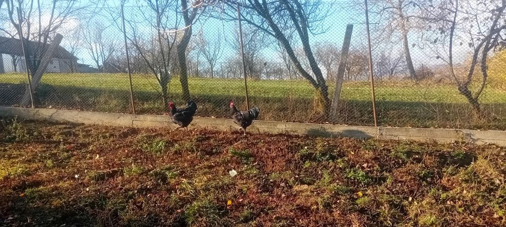 Cocoși australorp negru și australorp