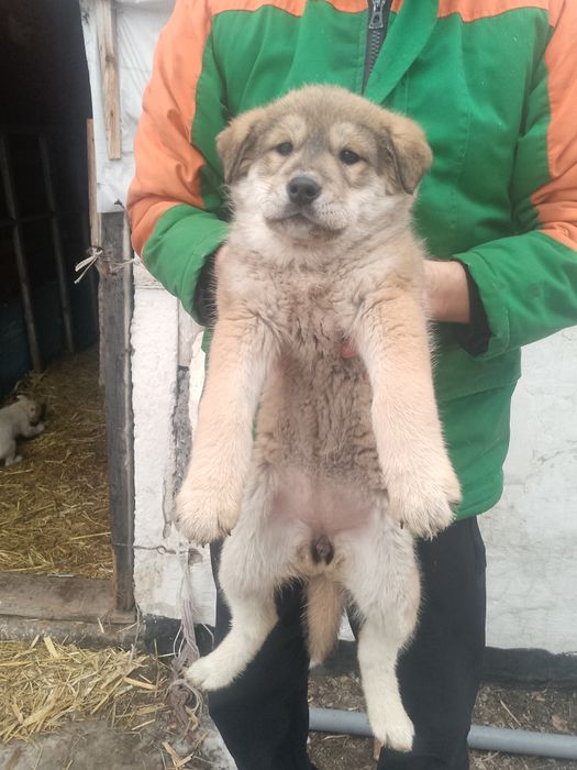 Продам щенков девочки