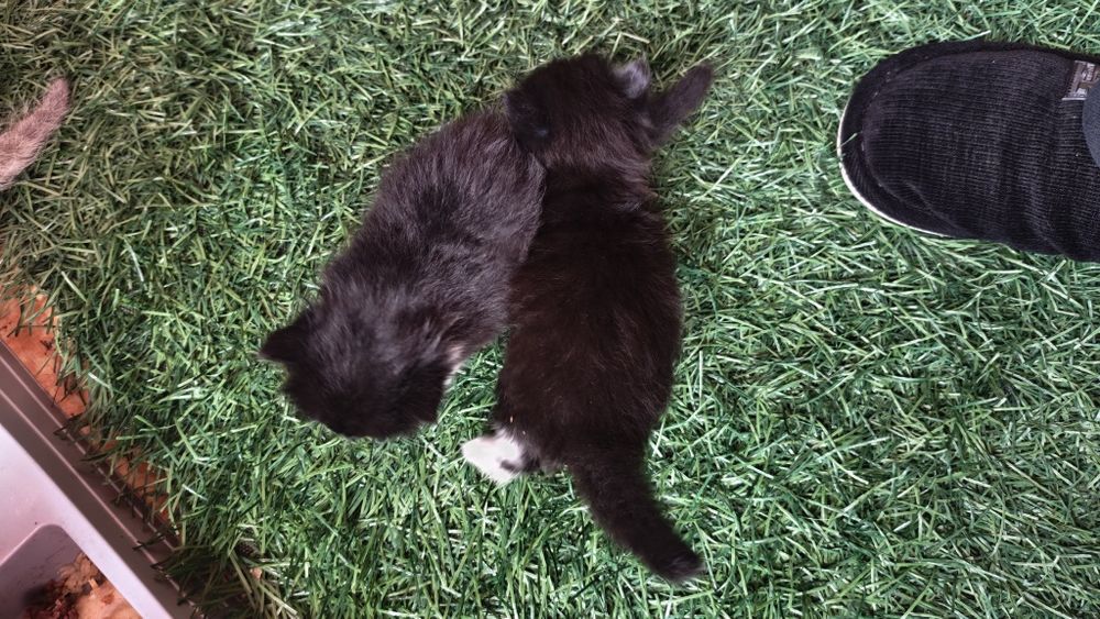 Котята ищут любящий дом