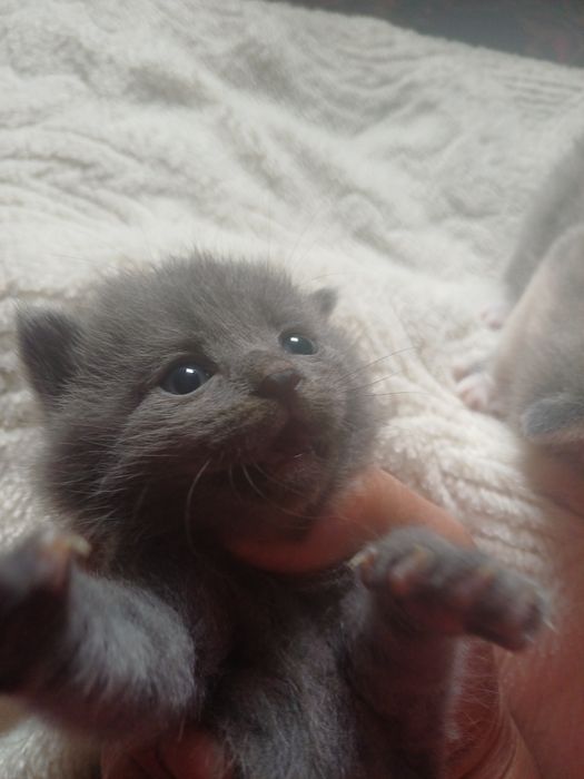 Котёнки азиатской табби,