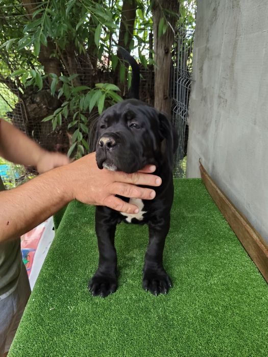 Cane Corso Italiano
