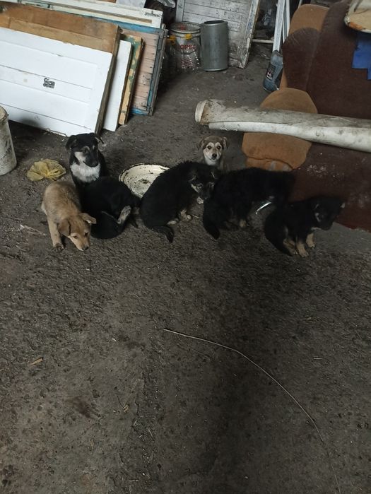 Отдаю щенков в добрые руки!