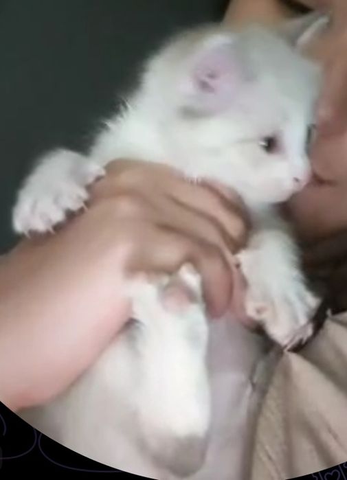 Котенок сиамский ГОЛУБОГЛАЗЫЙ уровновешанный