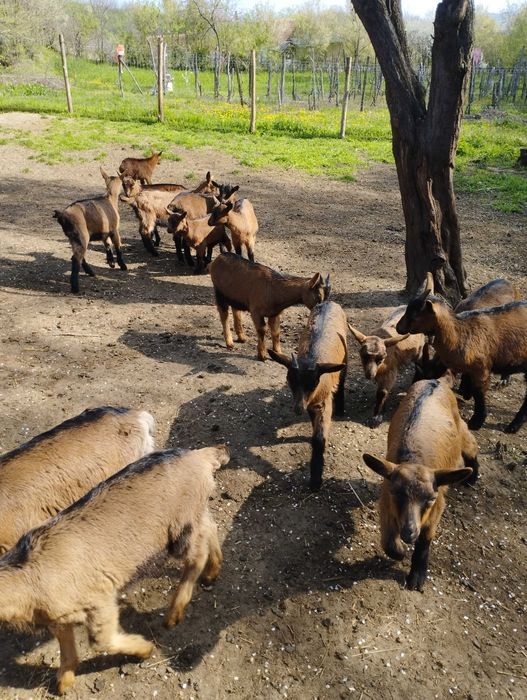 Iezi alpina Franceză