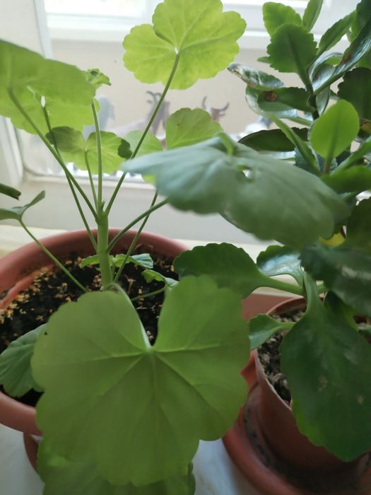 Цветы комнатные.