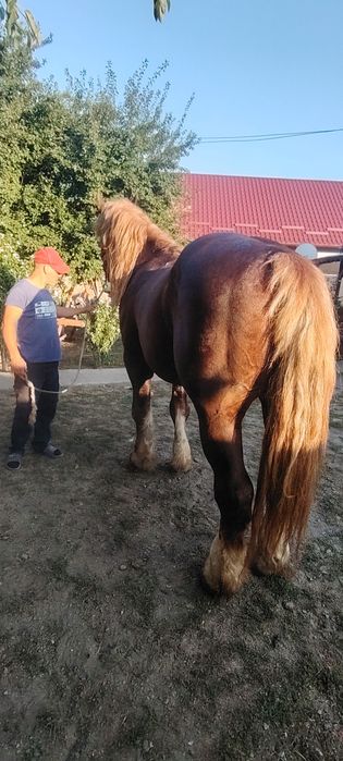 De vânzare armăsar de 7 ani