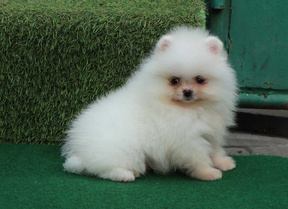 Pomeranian alb mini toy cu pedigree