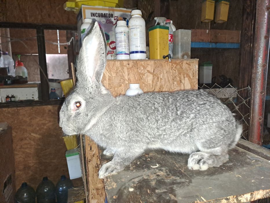 Urias german chinchilla pui și maturi