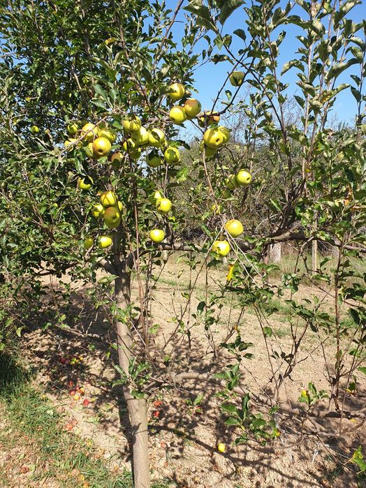 SUC de MERE BIO 100%