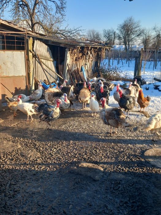 Vind curcani și curci