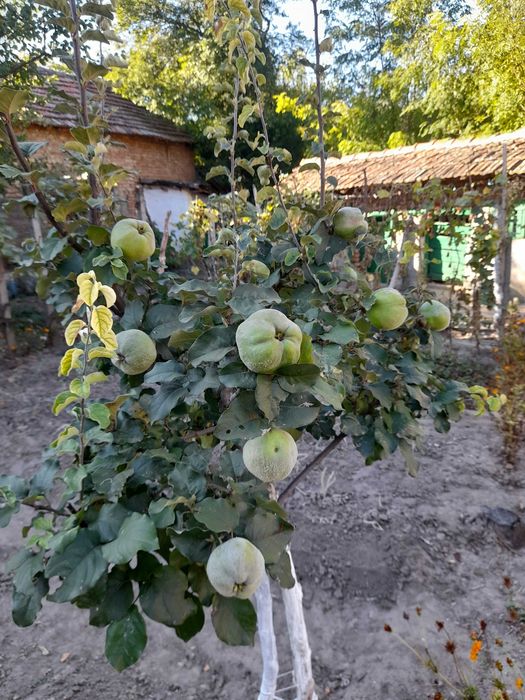 Продажба на къща в село Бръшляница