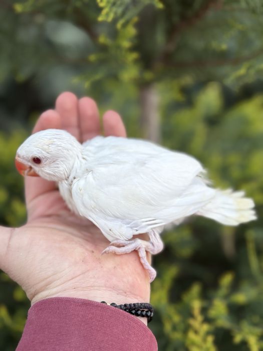 Papagali vorbitori puiuti blanzi micul alexandru Marele Alexandru