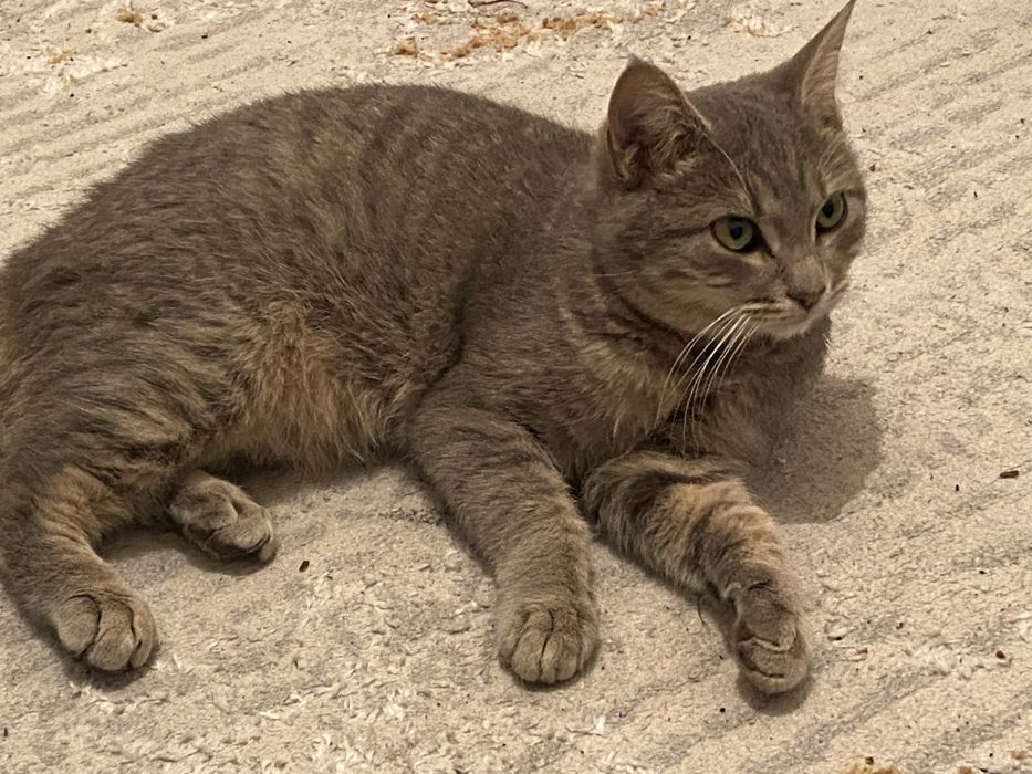 Шотландский кот