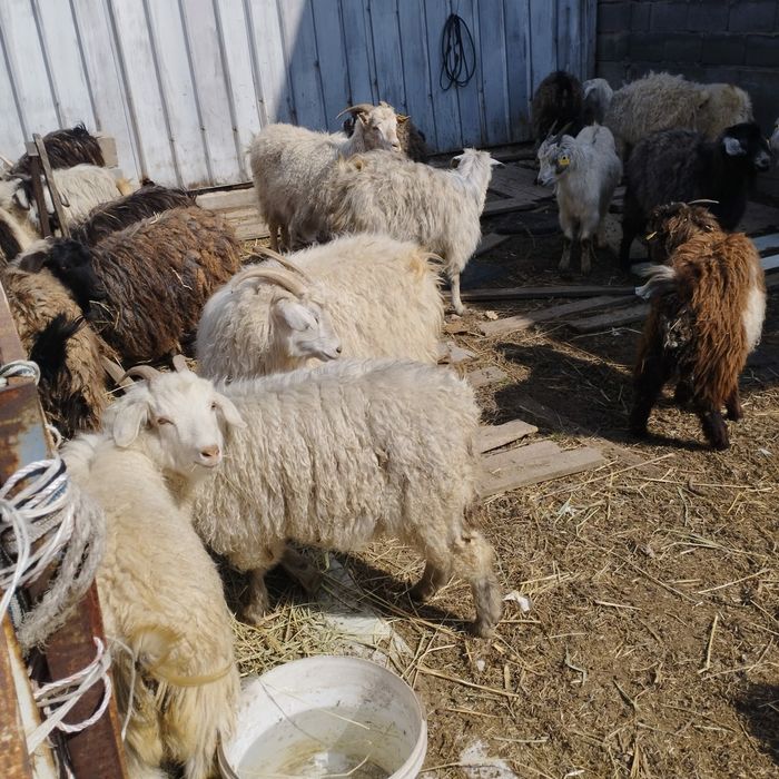 Козы бараны овцы коза козёл