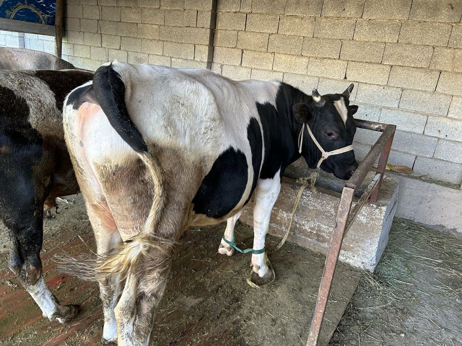 5 бас Семіз бұқалар бар