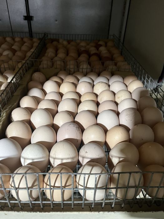 Яйцо инкубационное , яйцо бройлера , бройлер кобб 500