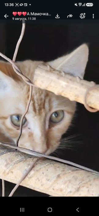 Котята из подвала!