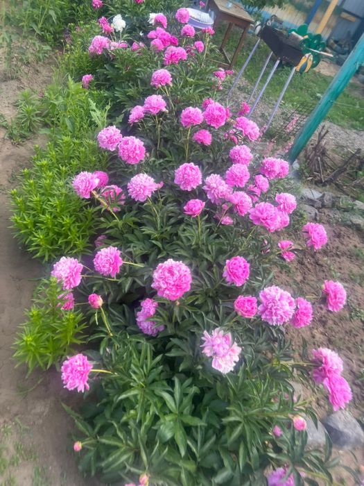 Продам дачный участок