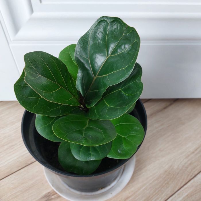 Продам цветы комнатные