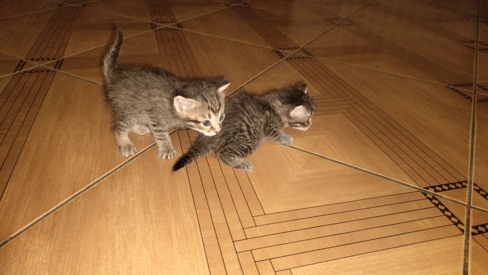 Отдам бесплатно котят