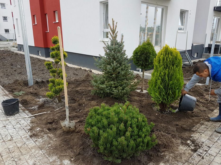 PEPINIERA/ mesteacan, platan, tei, magnolia, tuia, pin, platan, tuia