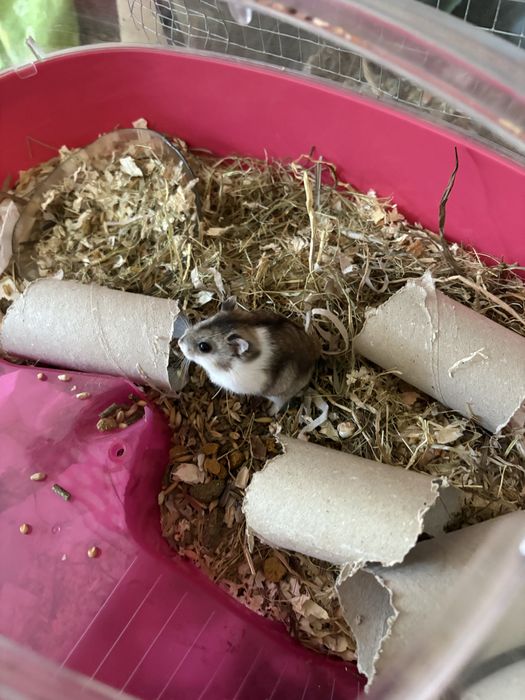 Hamsteri pitici