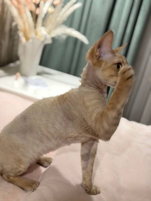 Гарантия что кошка будет у вас  это самец