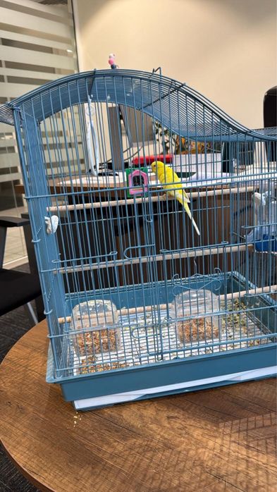 Попугай с Клеткой