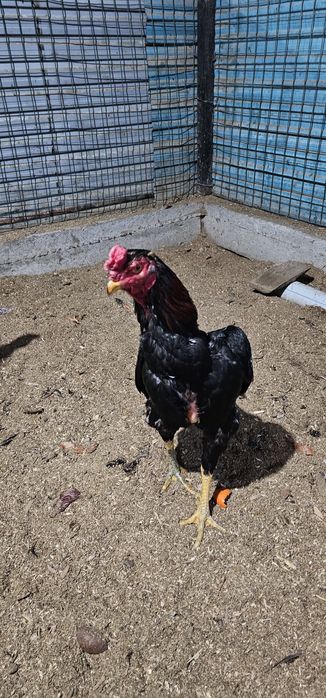 Дакан бойцовая птица