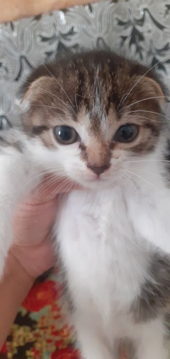 Продам котёнка шотландский вислоухий.